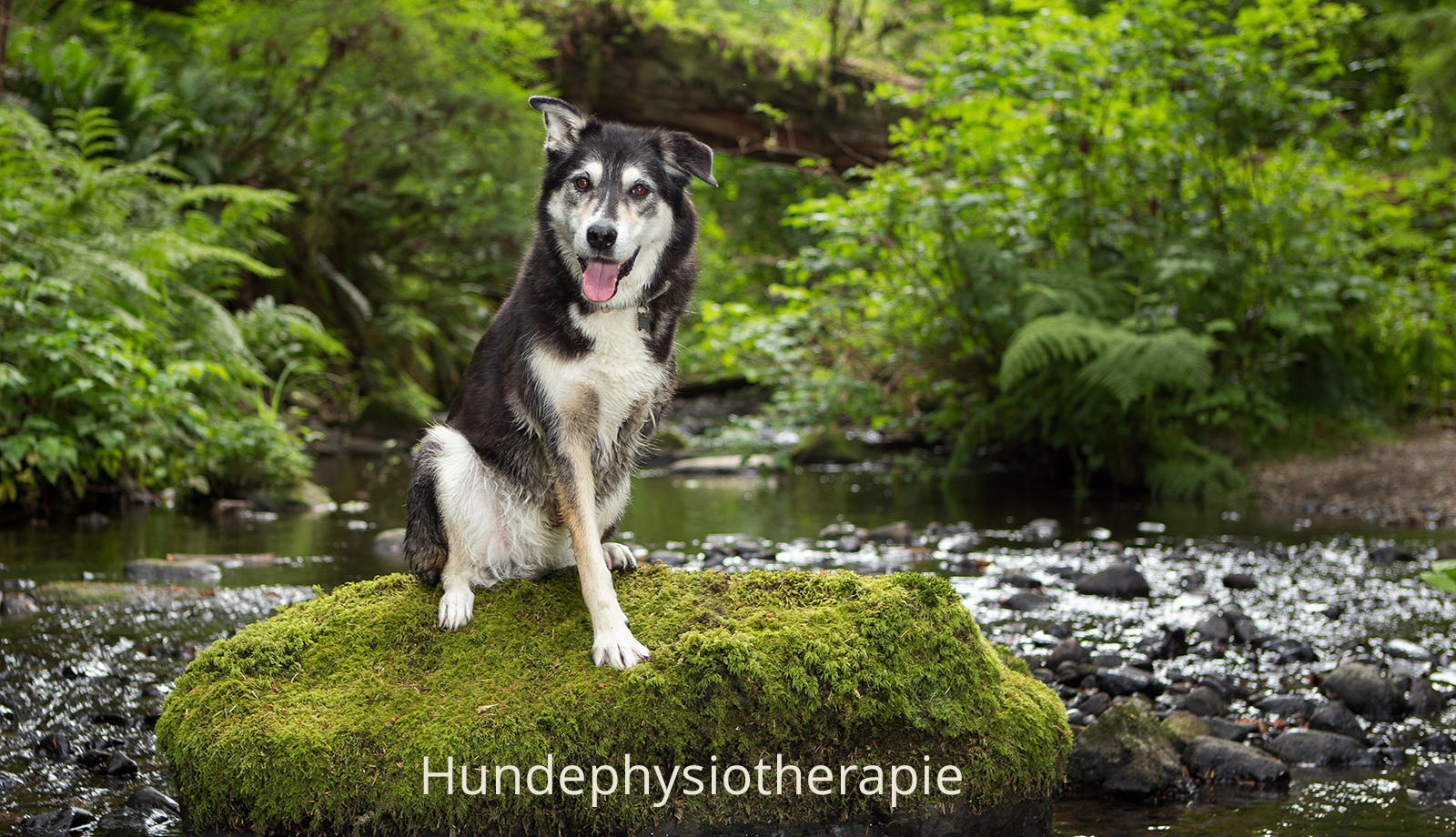 hundephysiotherapie_Sandra_toepper